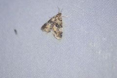 Elophila obliteralis