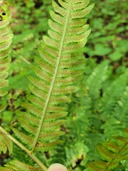 Dryopteris goldieana