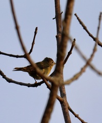 Leiothlypis ruficapilla