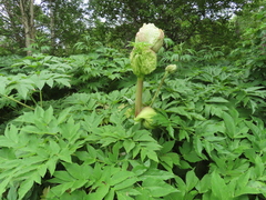 Angelica ursina