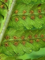 Dryopteris goldieana