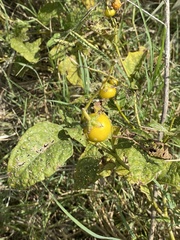 Solanum carolinense
