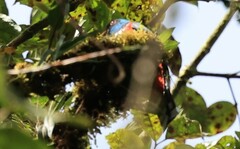 Trogon personatus