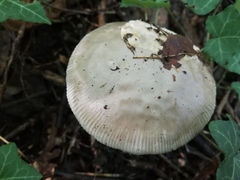Amanita