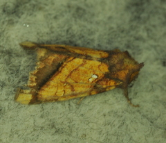 Papaipema leucostigma