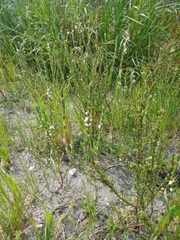 Gnidia spicata