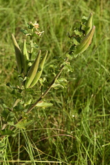 Asclepias obovata