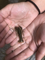 Cambarus bartonii
