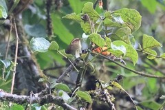 Troglodytes solstitialis