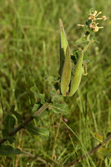 Asclepias obovata