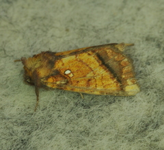 Papaipema leucostigma