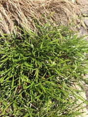 Asplenium septentrionale