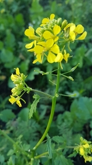 Rhamphospermum arvense