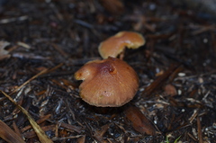 Agaricineae