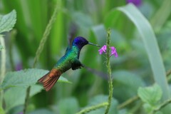 Chrysuronia oenone