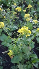 Rhamphospermum arvense