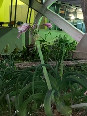 Crinum bulbispermum