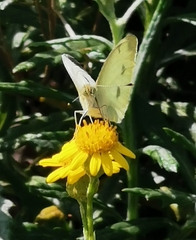 Pieris rapae