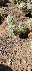Grusonia clavata