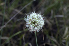 Allium ericetorum