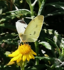 Pieris rapae