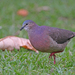 Tolima Dove - Photo (c) Christoph Moning, some rights reserved (CC BY), uploaded by Christoph Moning