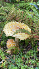 Amanita