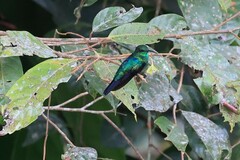 Thalurania furcata