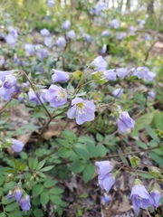 Polemonium reptans