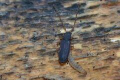 Uleiota planata