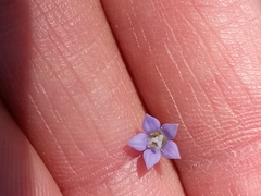 Wahlenbergia marginata