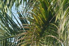Anthracothorax aurulentus