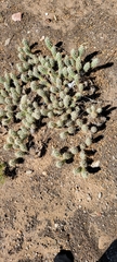 Grusonia clavata