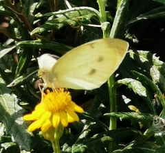 Pieris rapae