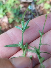 Wahlenbergia marginata