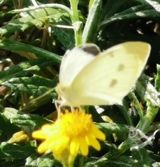 Pieris rapae