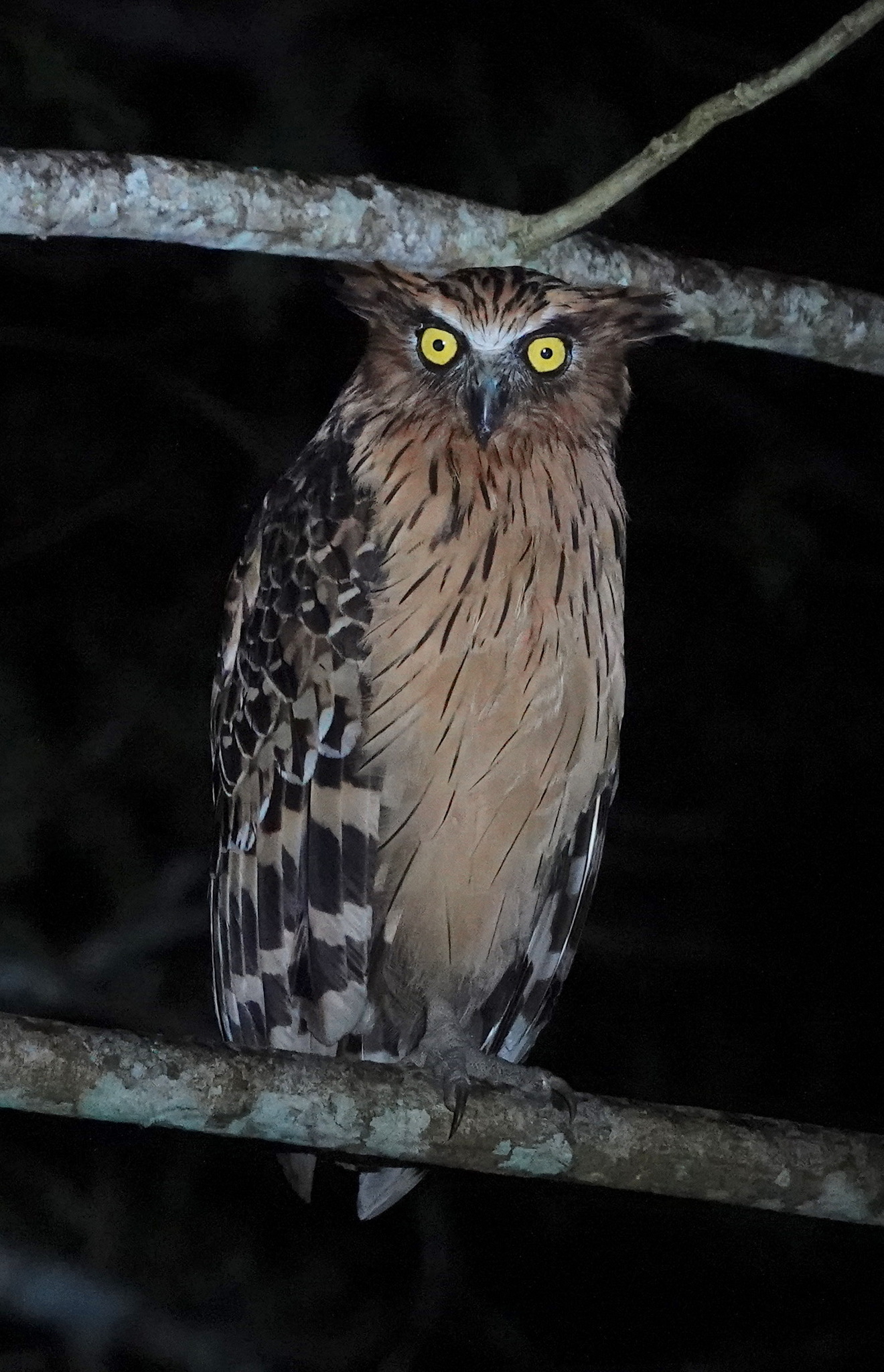 Buffy Fish-Owl illustration