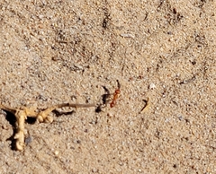 Pogonomyrmex californicus