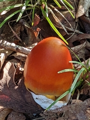 Amanita
