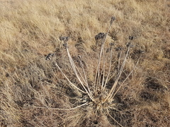 Aloe ecklonis