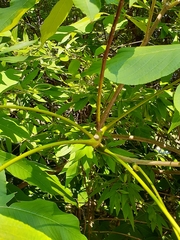Aesculus flava
