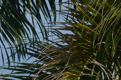 Anthracothorax aurulentus