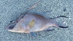 Lachnolaimus maximus