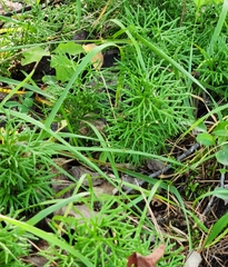 Diphasiastrum complanatum