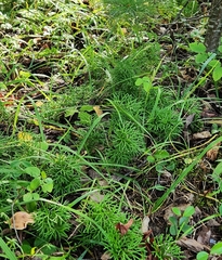 Diphasiastrum complanatum