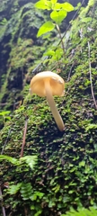 Amanita xylinivolva