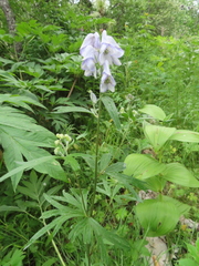 Aconitum maximum
