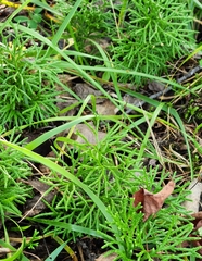 Diphasiastrum complanatum