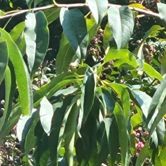 Carya aquatica