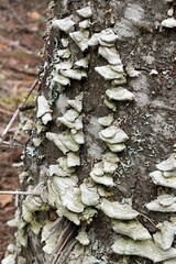 Trichaptum abietinum